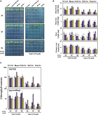 Growth Performance Can Be Increased Under High Nitrate and High Salt Stress Through Enhanced Nitrate Reductase Activity in Arabidopsis Anthocyanin Over-Producing Mutant Plants